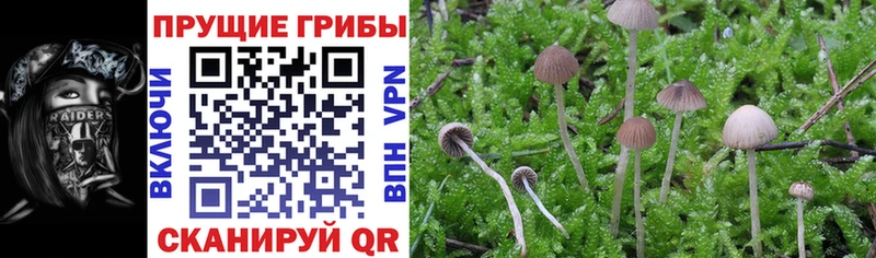 Галлюциногенные грибы Magic Shrooms  Сухой Лог 